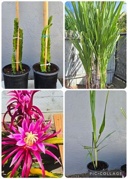 Purple Dragon Fruit Tree 3ft Tall & Sugarcane Plant 3ft High $10/each Pot.