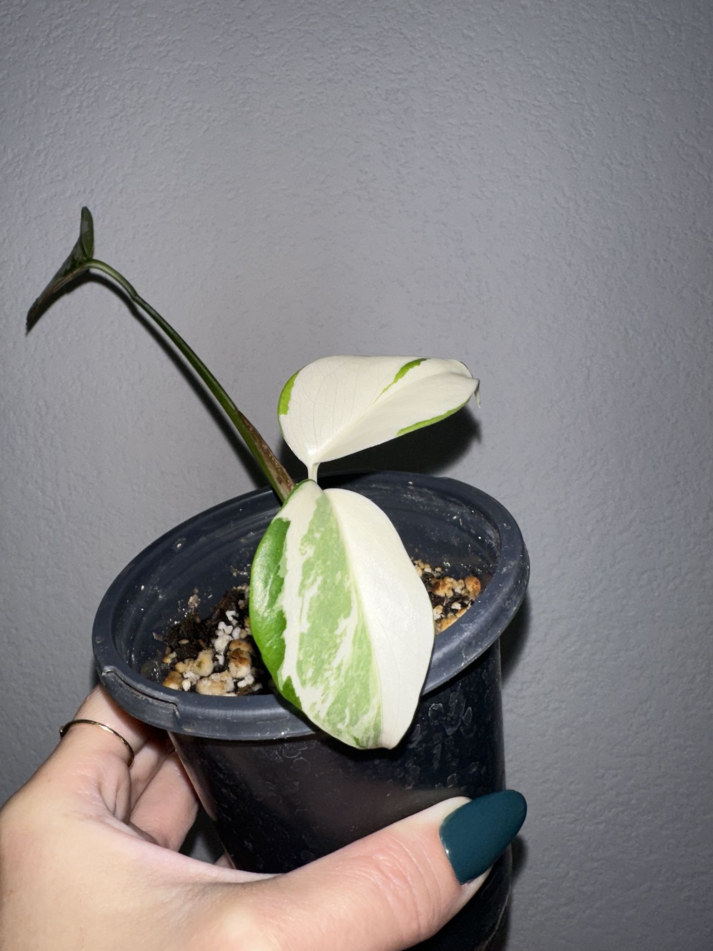 Monstera Albo