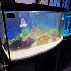 46 Gallon Bow Front Aquarium With Stand, Lid, Light, Gravel 