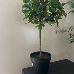 Artificial Plant