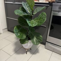 Houseplant Fiddle Leaf In Terracota Pot