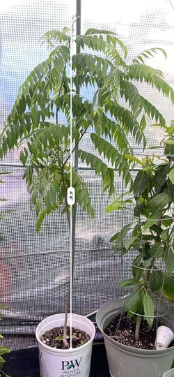 Huge Beautiful Healthy Curry Leaves Tree