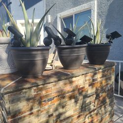 Set Of Three Large Plastic Pot w/Aloe Vera Plants 
