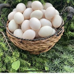 Eggs Ducks