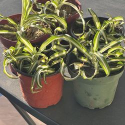 Curly spider plants