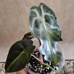 Alocasia VENOM 