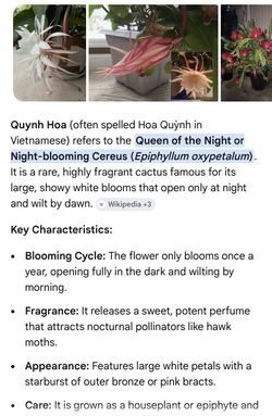 Queen of the Night/Day