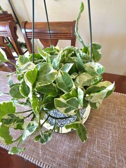 💚🤍Pothos N’Joy Plant 🤍🌿💚