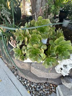 Suculentas
