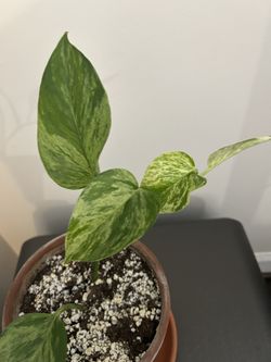 Marble Queen Pothos