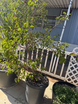 Peach tree. 5-6 ft tall