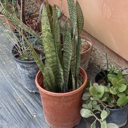 Snake Plant