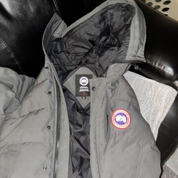 Canada goose