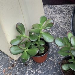 Jade Plants!! $6 Each!! 