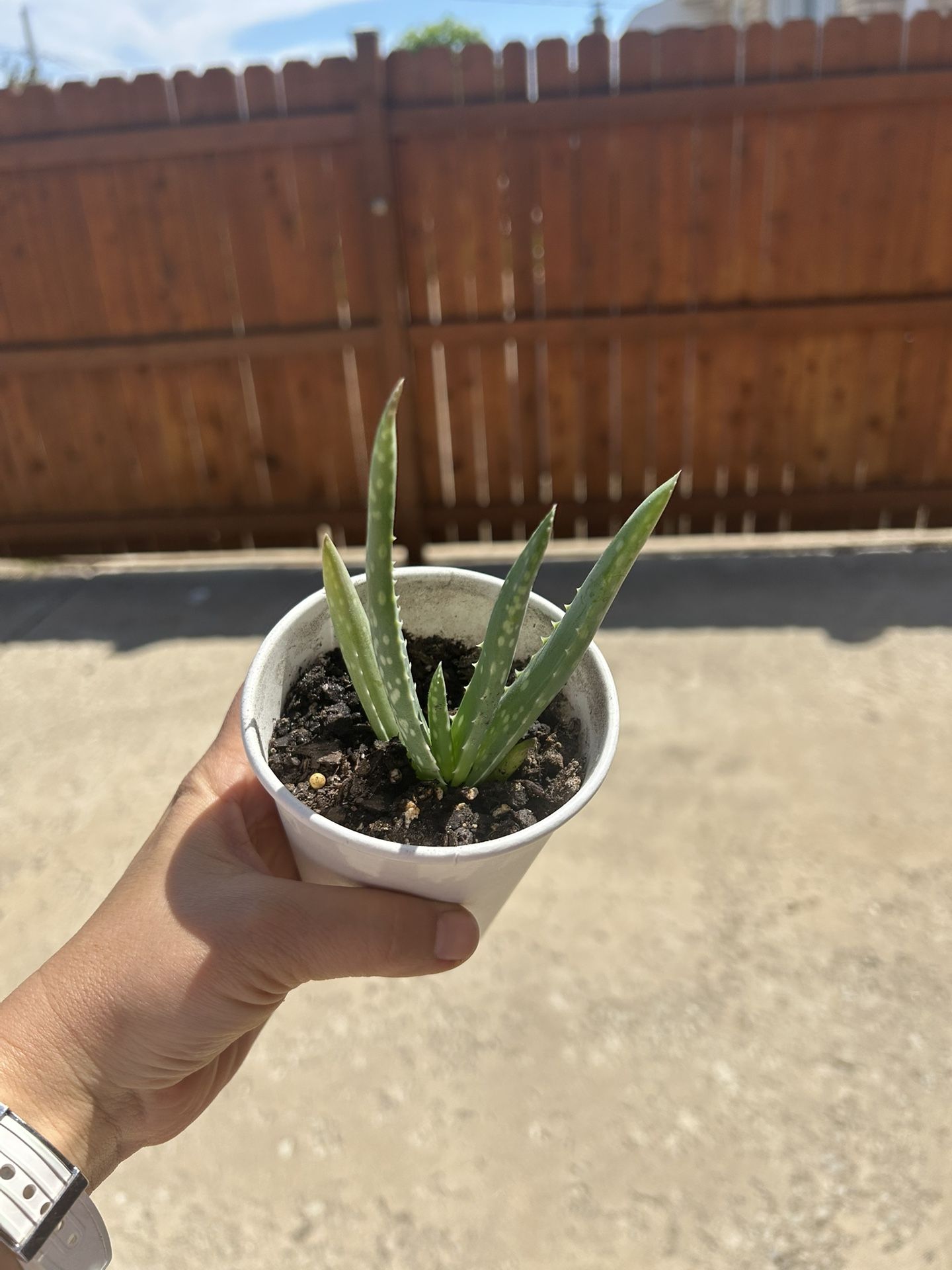 Aloe Plant