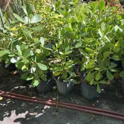 Clusias In 3 gls Pot. SPECIAL PRICE 🤩