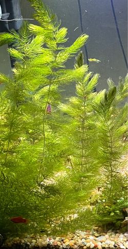 Hornswart Fresh Water Aquatic Plant