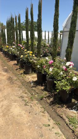 Rose bushes 15 gal