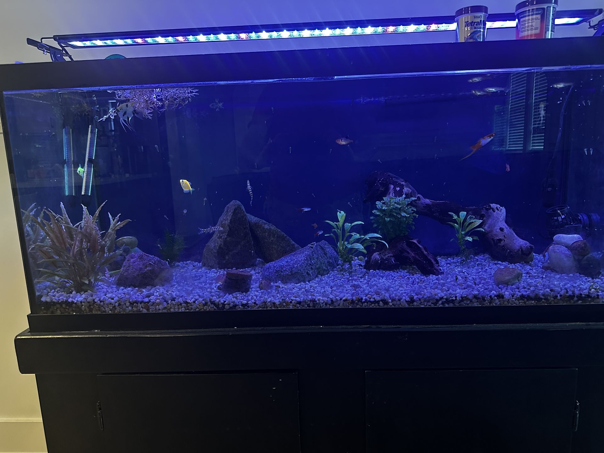 Fish Tank And Fish For Sale