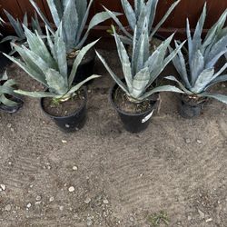 Agave Plants for Garden