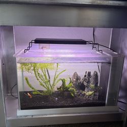 Fluval 5 Gallon Aquarium