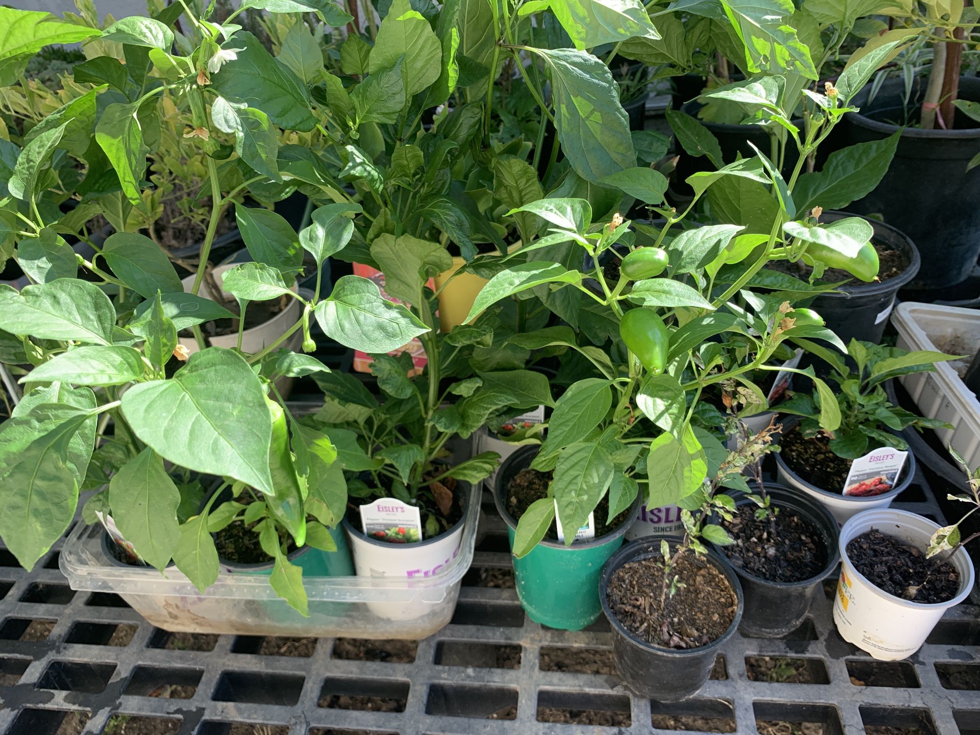 Available THURSDAY 6/26 $10 Spicy Hot Carolina Reaper Jigsaw Anaheim Fresno Trinidad Scorpion 🌶️ Peppers Pepper Veggie Cash only PICK UP AVAILABLE