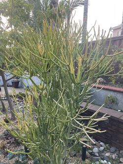 Euphorbia Fire Stick Plant Cuttings