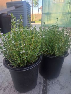 Thyme plant