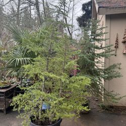 Alpine Hemlock Double-stem Tree