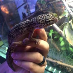 Gecko Enclosure  Thumbnail
