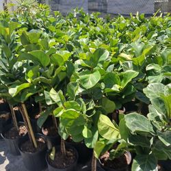 Huge sale now ficus lyrata plants $15