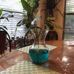 House Plant And Vase