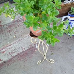Planta   Con La Base