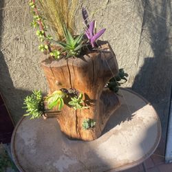 Suculentas