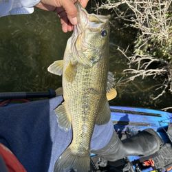 Vibe Shearwater fishing kayak