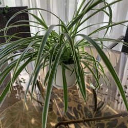 Spider Plants! 🌱🪴