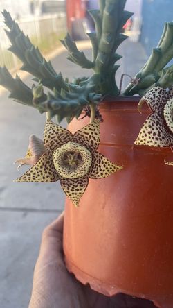 Stapelia Succulent Plant in Bloom