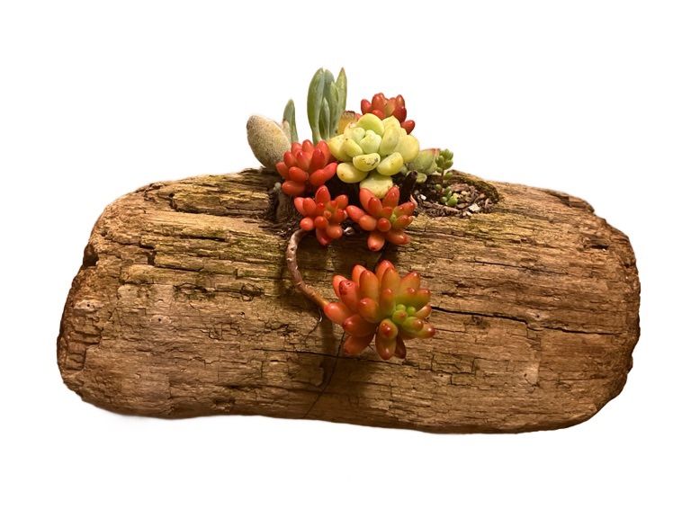 Driftwood Succulent Planter Decoration
