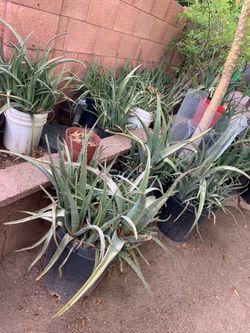 First Version Wonderful Nice aloe Vera plants