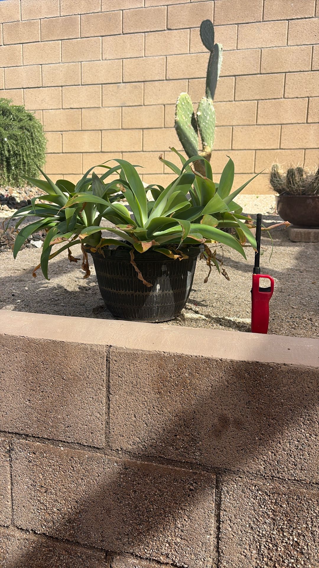 4 Plants In One Pot!