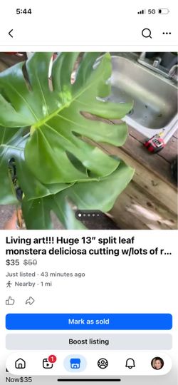 Living art!!! Huge 13” split leaf monstera deliciosa cutting w/lots of roots; vase not included