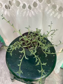 String of Dolphins