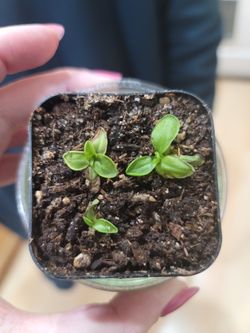 Pinguicula Primuliflora Carnivorous Plant