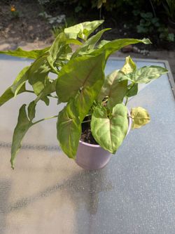 Big plants for sale