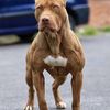 Nash