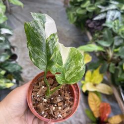 4 Variegated Monstera Lechleriana for Sale in Lynwood, CA - OfferUp