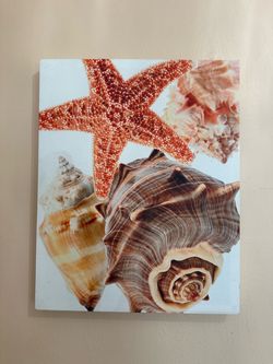 Seashell wall art