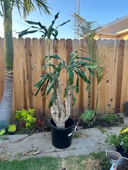 Dracanea potted indoor /out