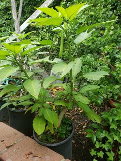 Yellow Angel Trumpet Tree
