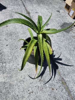 LARGE ALOE VERA PLANT